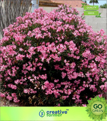 

Creative Farmer Nerium Oleander (Peach, Dwarf) - Pink Seed(20 per packet)