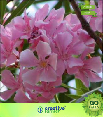 

Creative Farmer Kaner Seed(20 per packet)