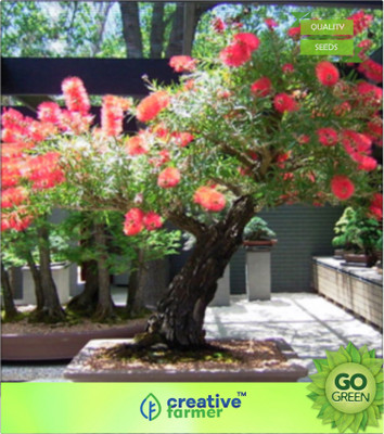 

Creative Farmer Myrtle Family Calistemon Dwarf Seed(20 per packet)
