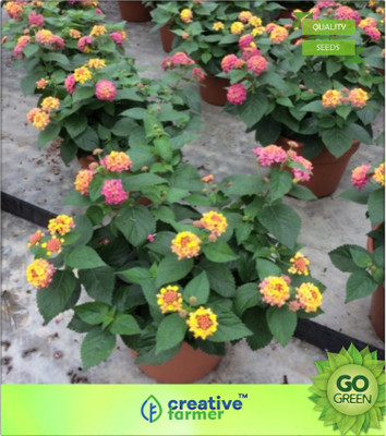 

Creative Farmer Lantana Tiliifolia Seed(20 per packet)
