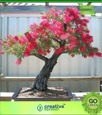 

Creative Farmer Lemon Bottlebrush Seed(20 per packet)