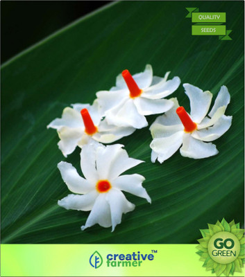 

Creative Farmer Shiuli Seed(20 per packet)