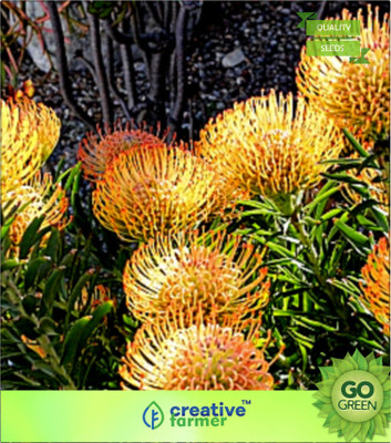 

Creative Farmer Shade Tree For Ground Silver Oak Seed(20 per packet)