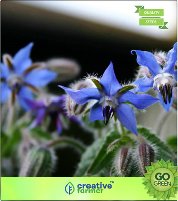 

Creative Farmer Borago Officinalis (Borage) - Large, Branched Annual Seed(20 per packet)