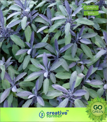 

Creative Farmer Parsley Seeds Dark Green Italian Flat Leaf Seed(20 per packet)