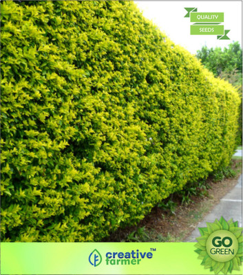 

Creative Farmer Forget-Me-Not Hedge Plant Seed(20 per packet)