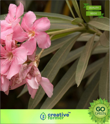 

Creative Farmer Nerium Oleander - Arali, Kanaveeram Seed(20 per packet)