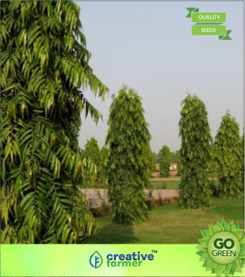 

Creative Farmer Ornamental Tree Date Palm Seeds Seed(20 per packet)