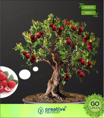 Creative Farmer Litchi Chinensis Seed(20 per packet)
