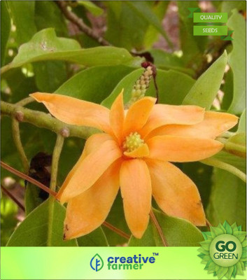 

Creative Farmer Champaca Michelia Seed(20 per packet)