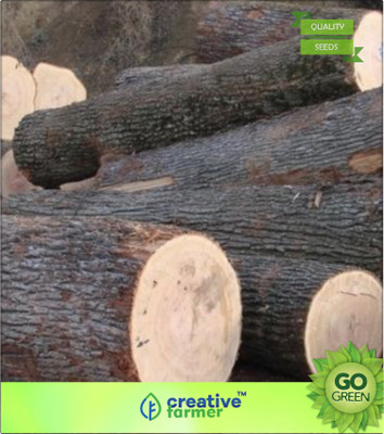 

Creative Farmer Silver Oak Furniture Wood Tree Seeds Seed(20 per packet)