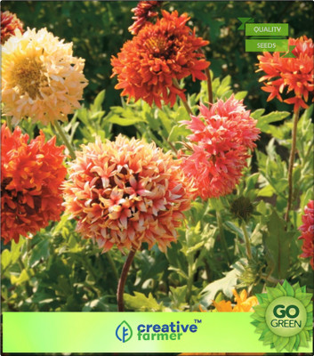 Creative Farmer Indian blanket Pulchella Flower Seed(20 per packet) available at flipkart for Rs.144