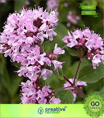 

Creative Farmer Origanum Seeds - Kattumaruva Seed(20 per packet)