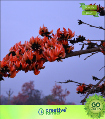 

Creative Farmer Plaso Monosperma Seed(20 per packet)