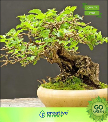 

Creative Farmer Russian Mulberry Seed(20 per packet)