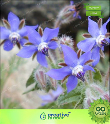 

Creative Farmer Herb Seeds For Garden Borage Herb Seeds Seed(20 per packet)