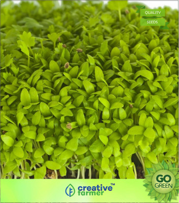 

Creative Farmer Microgreens Celery Leaf Seed(20 per packet)