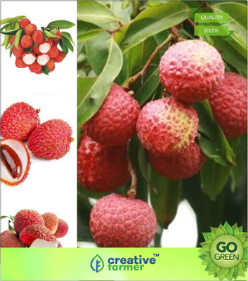 

Creative Farmer Heirloom Guangdong Sweet Lychee Litchi Fruit Juicy Delicious Nutritious Seed(20 per packet)