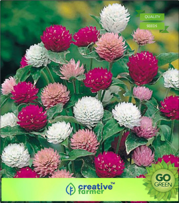 Creative Farmer Gomphrena Choice Mix Seed(20 per packet)