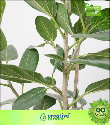 

Creative Farmer Air Purifier Plant Seeds Ficus Benghal Seed(20 per packet)