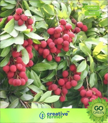 

Creative Farmer Lychee Fruit Plants Seeds Seed(20 per packet)