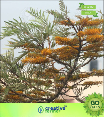 

Creative Farmer Shade Tree For Garden Silver Oak Seed(20 per packet)