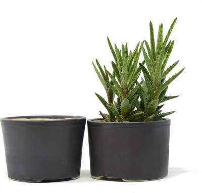 

The HImalayan Goods Company Plant Container Set(Ceramic)