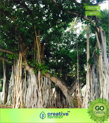 

Creative Farmer Banyan Tree Barh Seed(20 per packet)