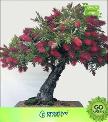 

Creative Farmer Calistemon Lanceolatus Showy Red Flower Spikes Seed(20 per packet)