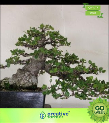 

Creative Farmer Grevillea Robusta Seed(20 per packet)
