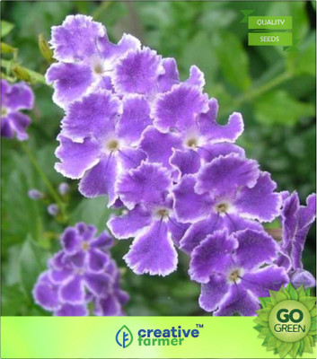 

Creative Farmer Duranta Erecta Flowering Shrub Seed(20 per packet)