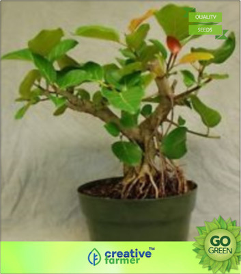 

Creative Farmer Ficus Benghalensis Tree Plant Seeds Seed(20 per packet)