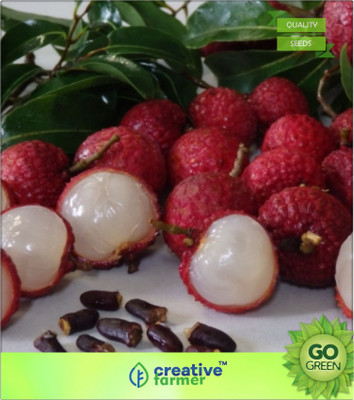 

Creative Farmer Lychee Seed(20 per packet)