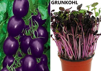 Airex Purple Cherry Tomato and Grunkohl Kale Brassica Purple Seed (Pack of 30 Seed Purple Cherry Tomato+ 30 Seed Grunkohl Kale Brassica Purple)Seed Seed(60 per packet)