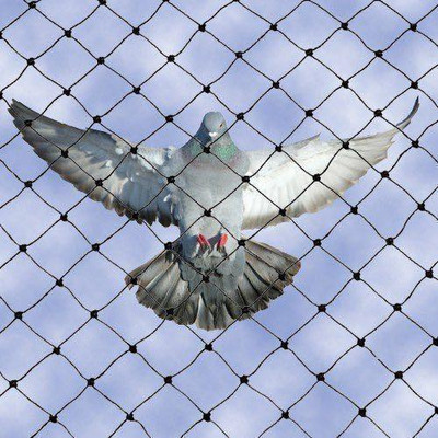 

Birds' Park Anti-Bird-Net-Bird-Protection-Net-034-Protection-from-Pigeon-amp-Birds-034-size-20x15F Anti-Bird-Net-Bird-Protection-Net-034-Protection-from-Pigeon-amp-Birds-034-size-20x15F Anti-Bird-Net-Bird-Protection-Net-034-Protection-from-Pigeon-amp-Bird
