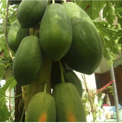 Biocarve Papaya Seed(10 per packet)