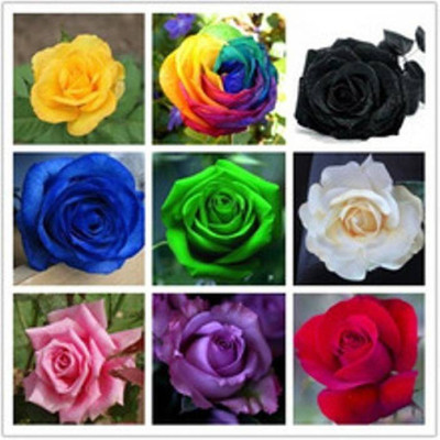 

Priyathams Imported Rose seed, Nine Colors of Rose Plant Seed(27 per packet)