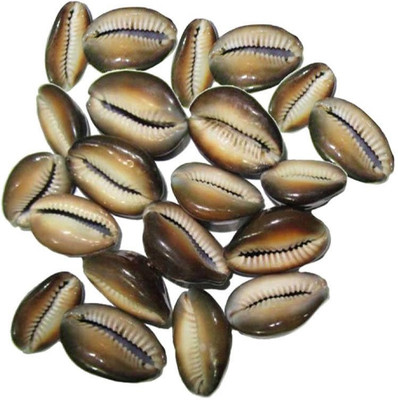 

Hind Home Natural Kaudi Shale Planted Substrate(Brown)