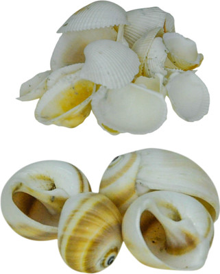 

Avmart Sea Shells For Home Decor, Aquarium, Pack Of 2 (600 Gms) Shale Planted Substrate(Multicolor)