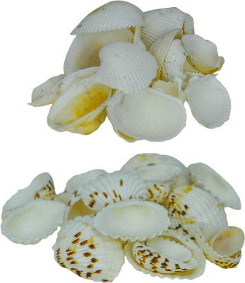 

ZEVORA Sea Shells For Home Decor, Aquarium, Pack Of 2 (600 Gms) Shale Unplanted Substrate(Multicolor)