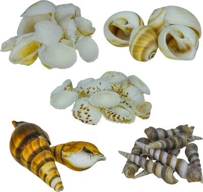 

ZEVORA Sea Shells For Home Decor, Aquarium, Pack Of 5 (1.5 kg ) Shale Unplanted Substrate(Multicolor)