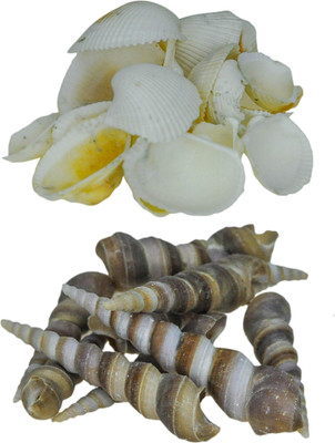 

Avmart Sea Shells For Home Decor, Aquarium, Pack Of 2 (600 Gms) Shale Unplanted Substrate(Multicolor)