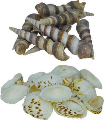 

ZEVORA Sea Shells For Home Decor, Aquarium, Pack Of 2 (600 Gms) Shale Unplanted Substrate(Multicolor)