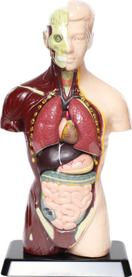 

EduScience Human Anatomy Model(Multicolor)