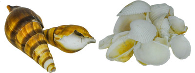 

Avmart Sea Shells For Home Decor, Aquarium, Pack Of 2 Shale Unplanted Substrate(Multicolor)