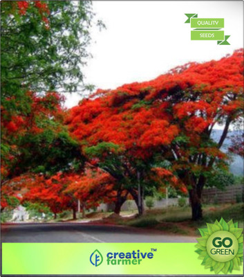 

Creative Farmer Gulmohar Seed(20 per packet)