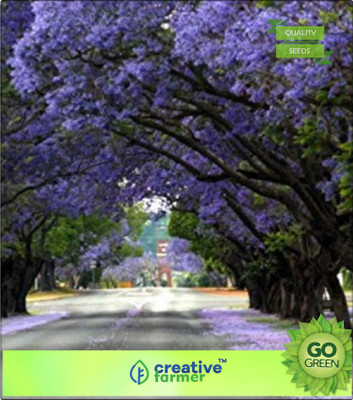 

Creative Farmer Jacaranda Cuspidifolia, Blue Rare Seed(20 per packet)