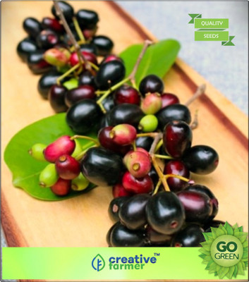 

Creative Farmer Fruit Seeds Evergreen Jamun Plant Seeds(Syzygium Family) Fruit Seeds Garden Seed(20 per packet)