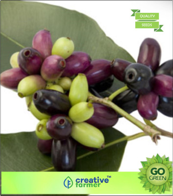 

Creative Farmer Fruit Seeds Neredu, Chettu - Blackberry Like Fruit Seeds For Agriculture Seed(20 per packet)