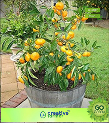 

Creative Farmer Fruit Seeds Lemon Dwaf Plant Fruit Seeds Mixed Seed(20 per packet)
